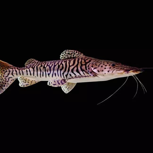 shovel-nose-tiger-catfish-freshwater-fish-saq-chicago-fish Shovel Nose Tiger Catfish (Freshwater) Fish - SAQ Chicago Fish