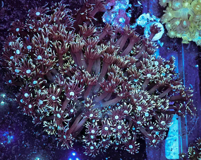 teal-purple-goniopora-colony-wysiwyg-saq-coral-farm Teal Purple Goniopora Colony WYSIWYG - SAQ Coral Farm