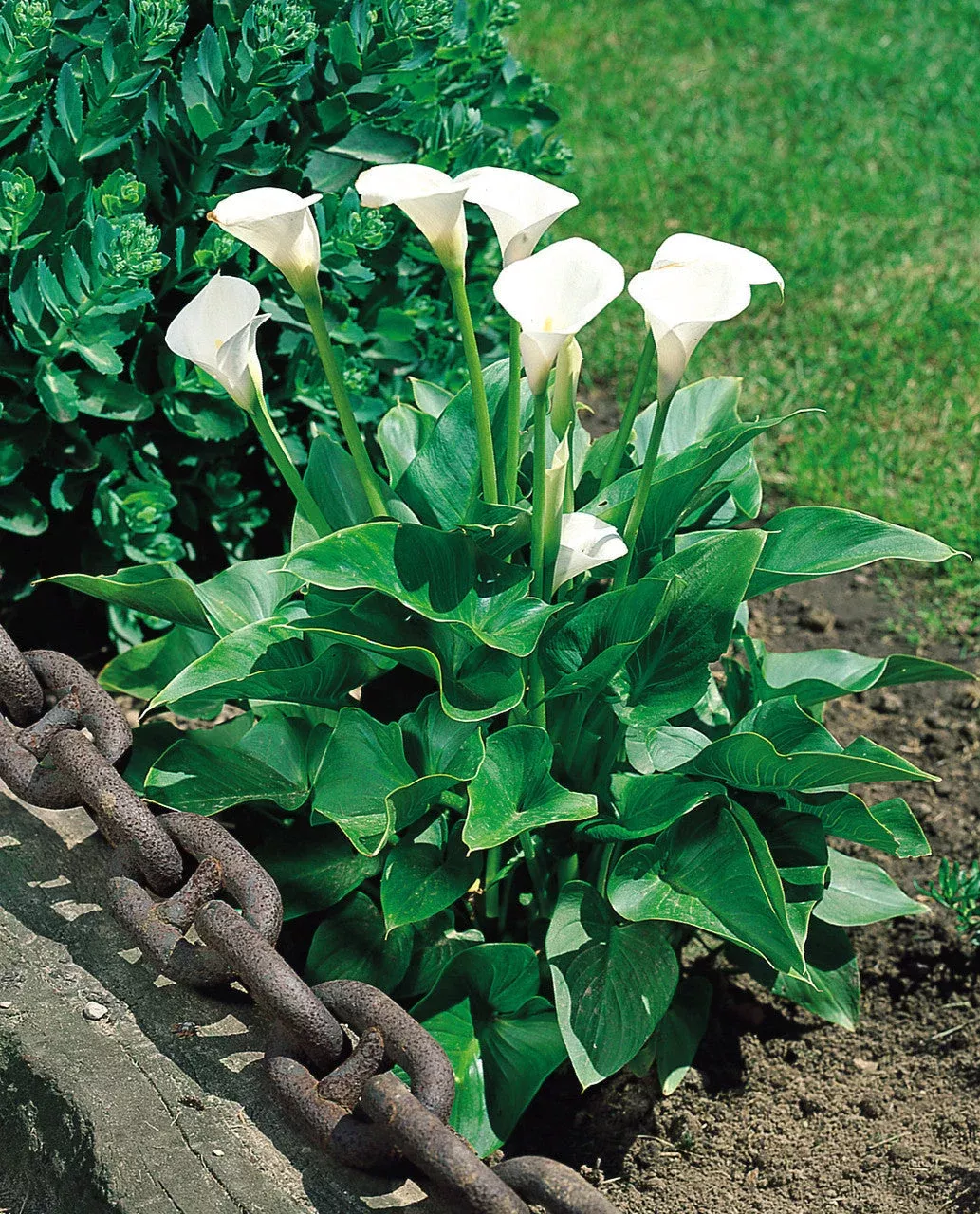 white-zantedeschia-aethiopica-flower-seeds-planting White Zantedeschia Aethiopica Flower seeds for Planting