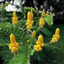 Yellow Candlestick Cassia Flower seeds for Planting