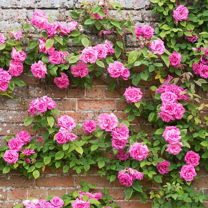 z-phirine-drouhin-climbing-rose ‘Zéphirine Drouhin’ Climbing Rose