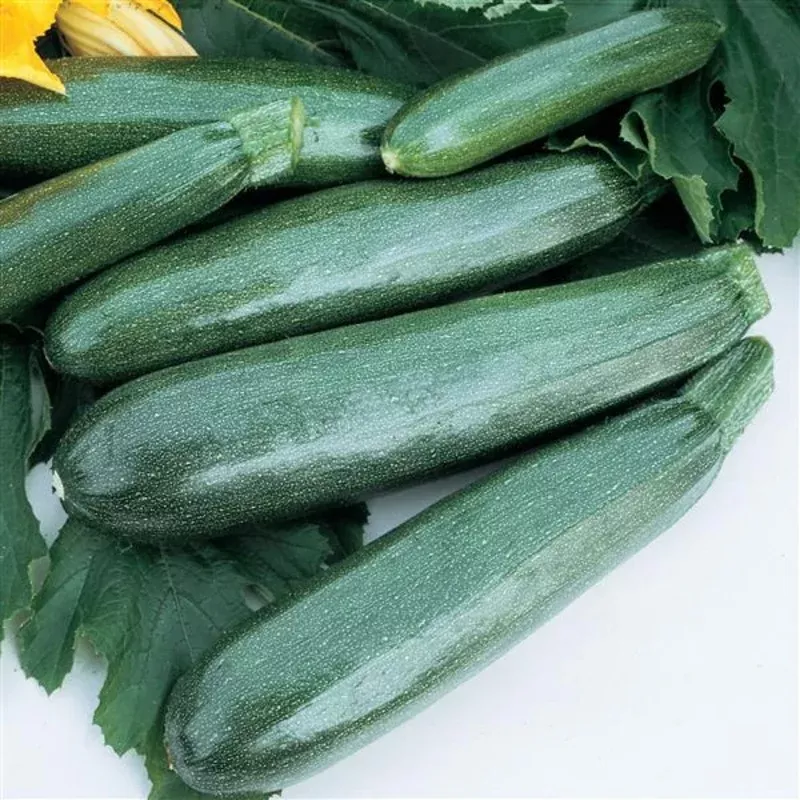 zucchini-squash-seeds-balls-ii-vegetable-seeds Zucchini Squash Seeds Balls II Vegetable Seeds