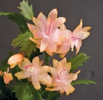 zygocactus-peach-flower-seeds-planting Zygocactus Peach Flower seeds for Planting