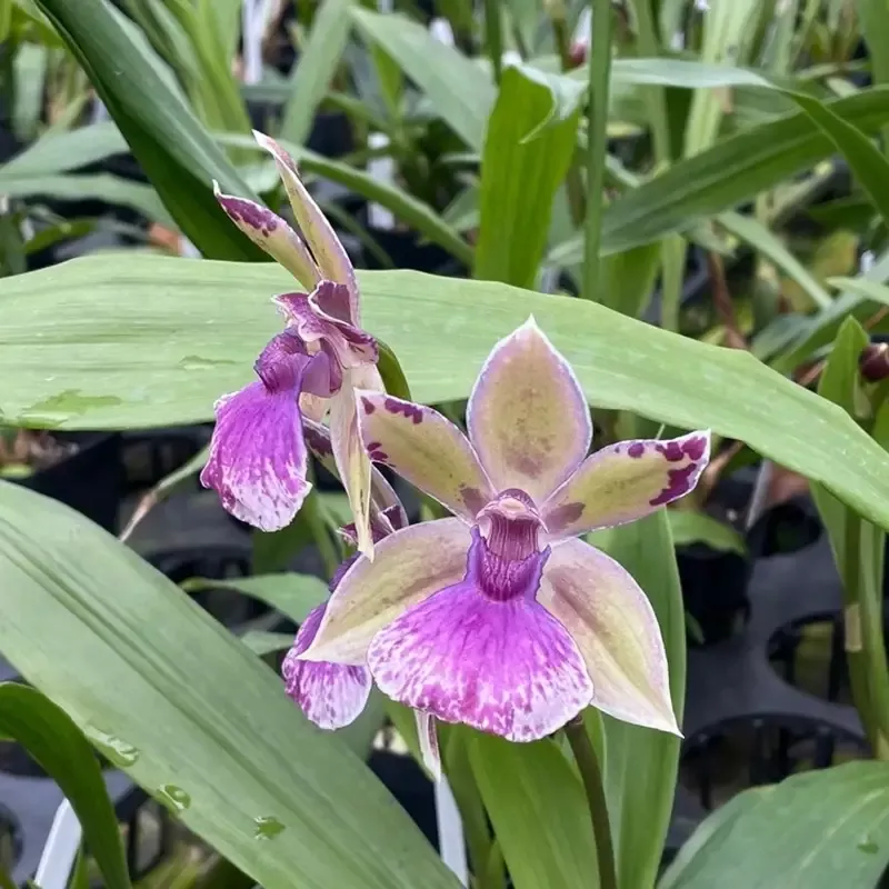zygopetalum-roquebrune-seafoam Zygopetalum Roquebrune ‘Seafoam’