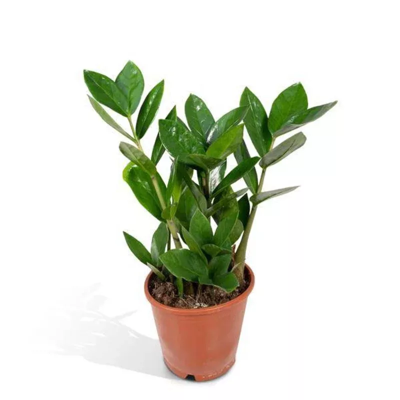 zz-plant-zamioculcas-zamiifolia-easy-care-houseplantheight-approx-35cmdiameter-1 ZZ Plant (Zamioculcas zamiifolia)Easy-care houseplantHeight approx. 35cmDiameter 12cmEvergreen & robustFor office & home